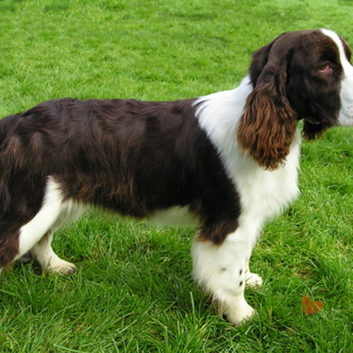 the english and their dogs 3: jack russell elizabeth veldon