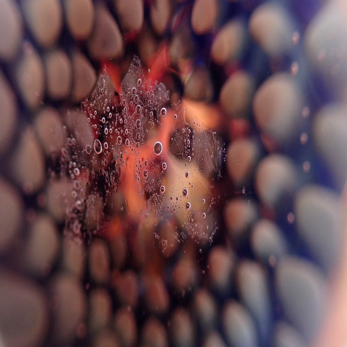 Macro Photography Pictures Taken With Samsung Galaxy S21 Ultra