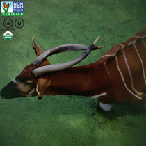 Antelope cover art