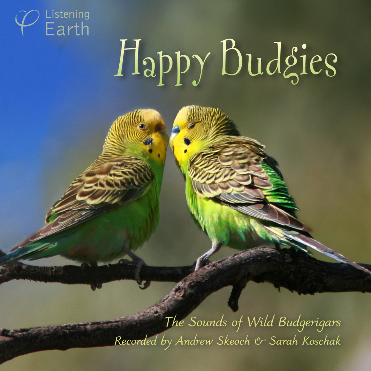 Happy Budgies - The Sounds of Wild Budgerigars | Andrew Skeoch