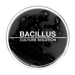 Bacillus — Culture Solution