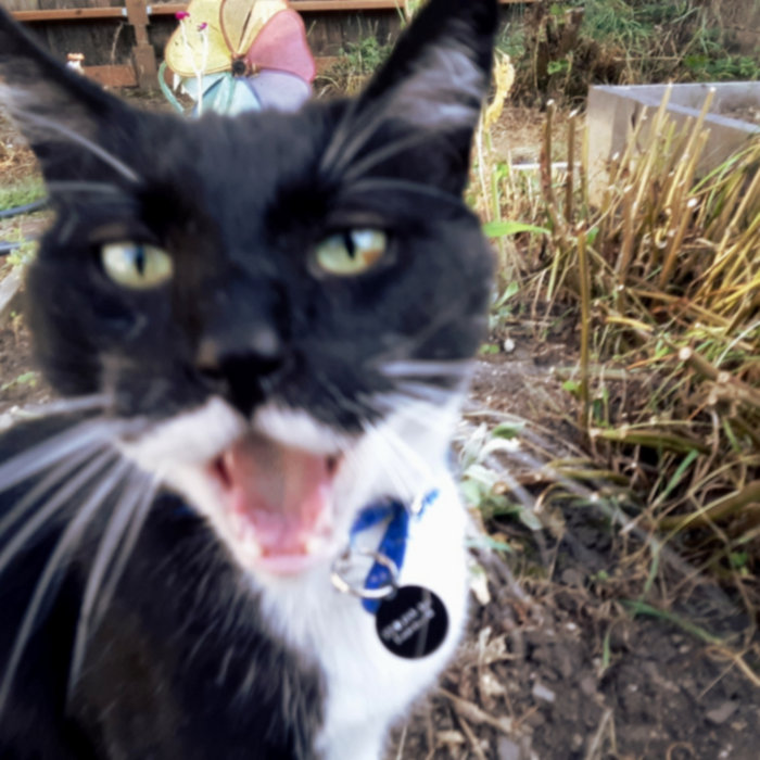 Appendix (demo) | Sometimes the Cat