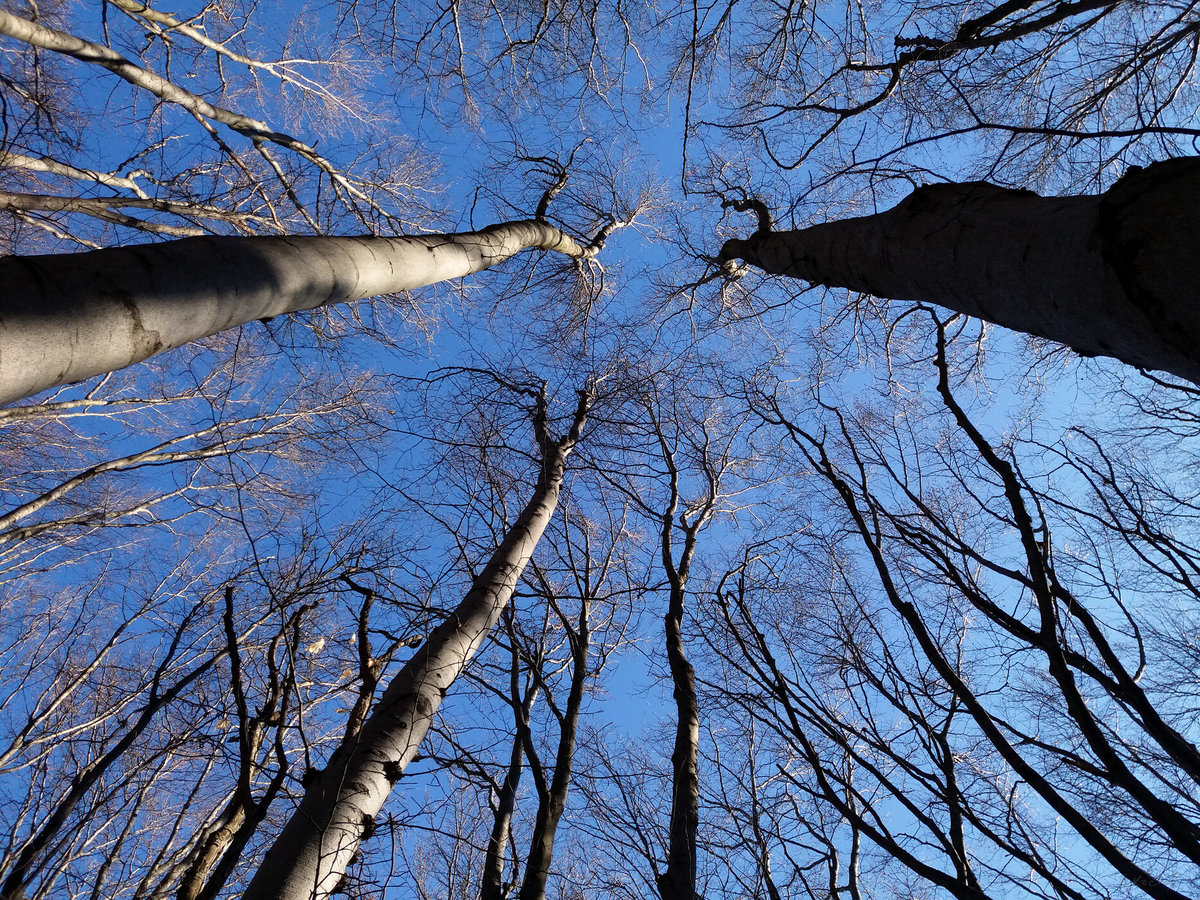 Common birds of the National Park Vitosha, Bulgaria, vol. 1 | Petar Kostov