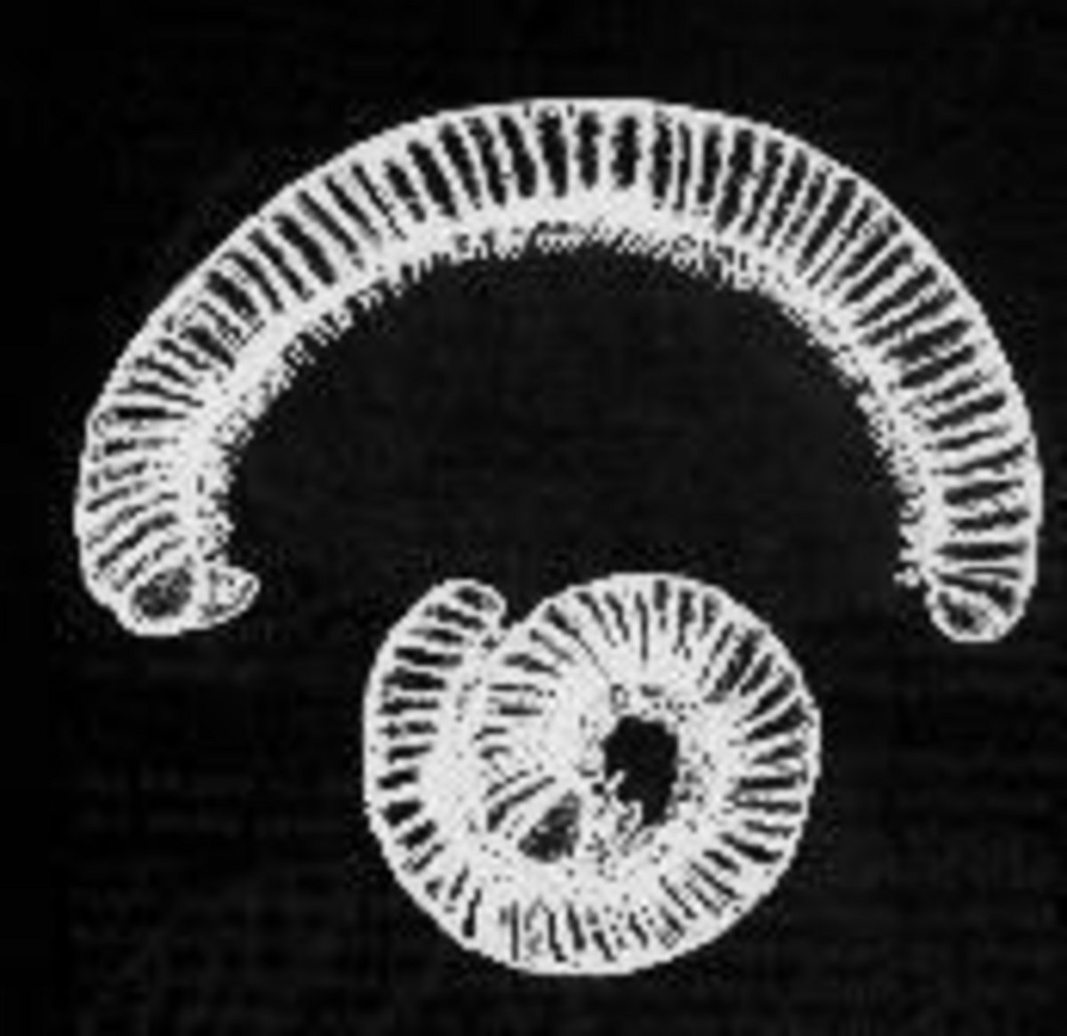insection | centipede