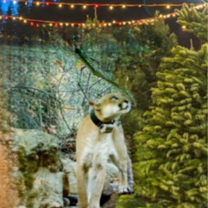 The Christmas Ballad Of P22Doug Gillard cover