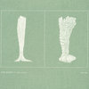 the glass sponge