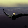 Dawn Of The Black Wings