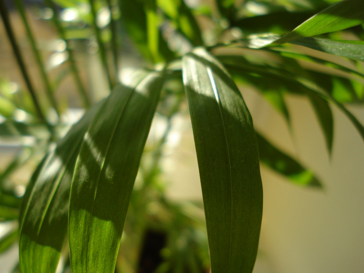 Plant humms cover