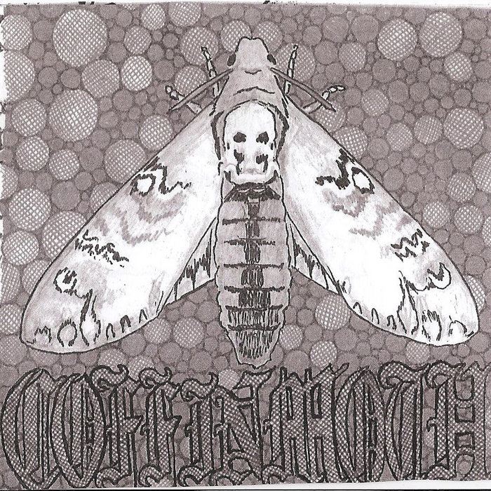 Coffin Moth — Photo