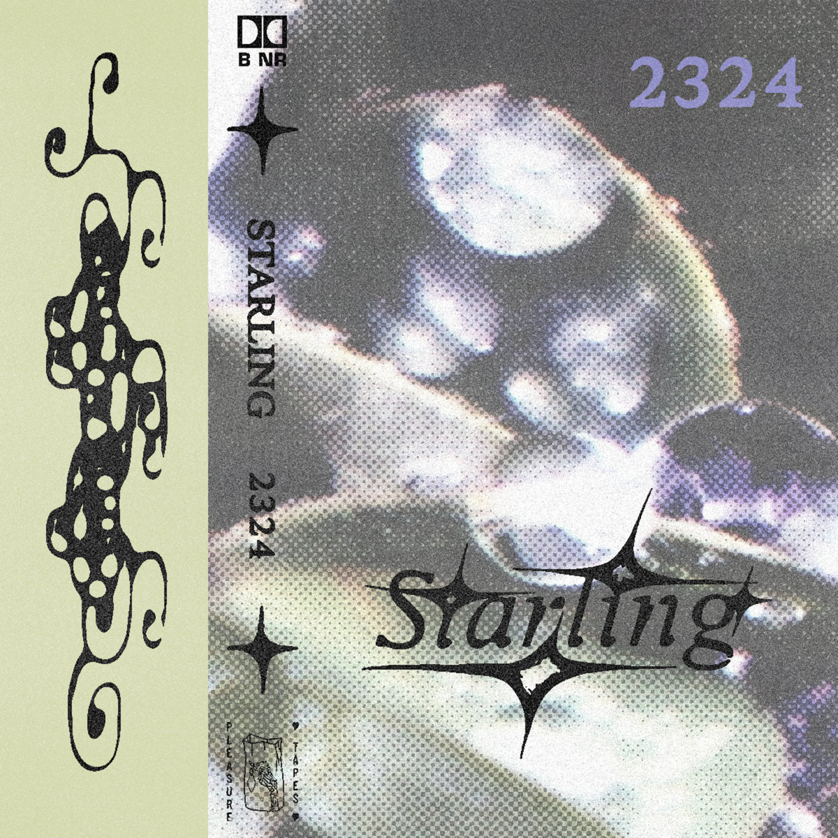 2324 | Starling