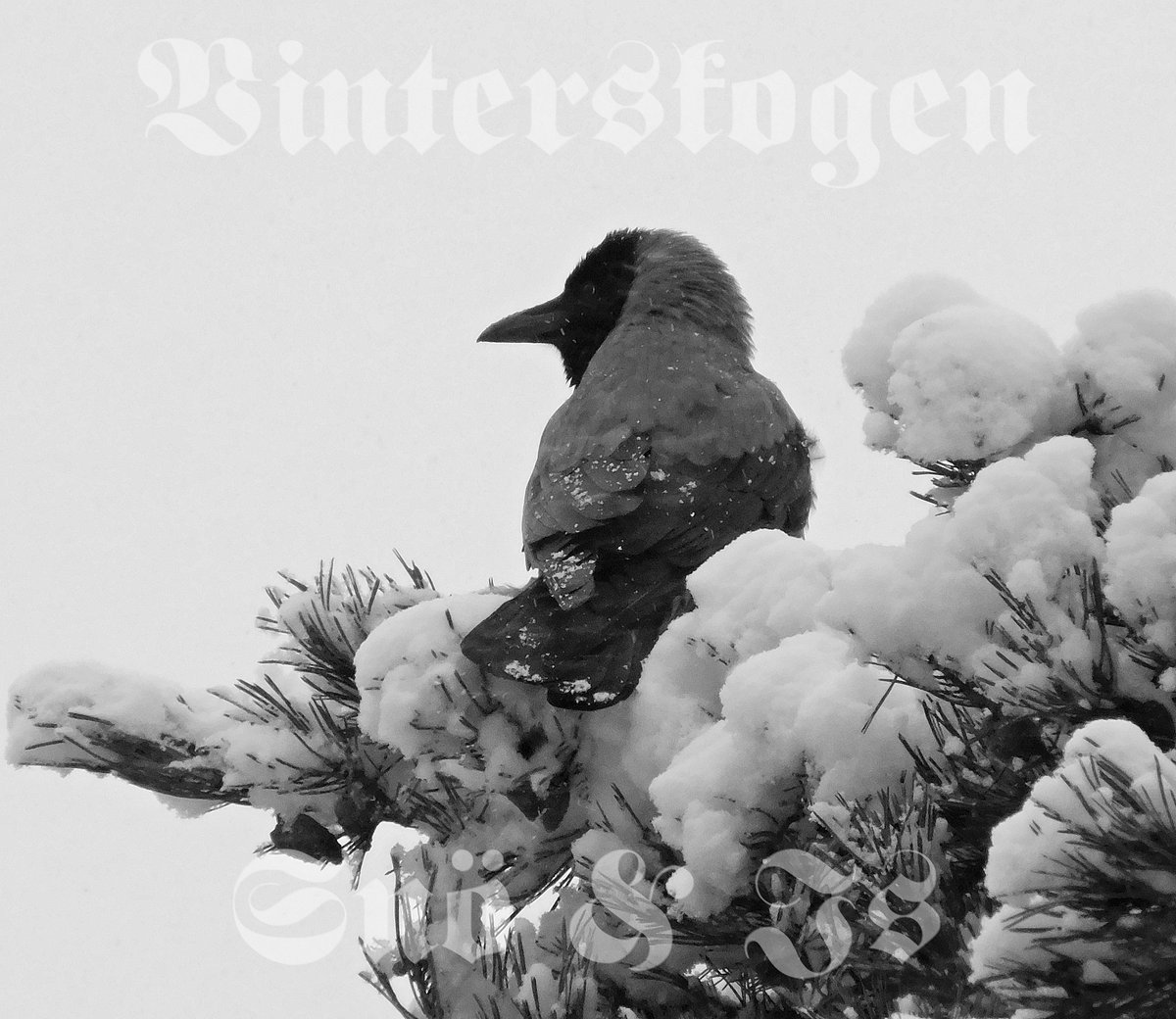sn-is-vinterskogen-under-jorden