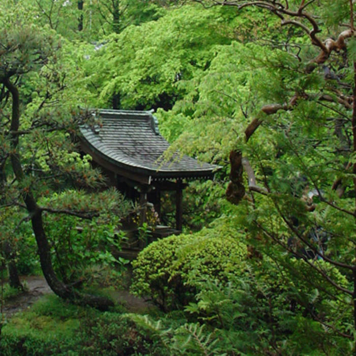 21 Japanese Trees Wodewose