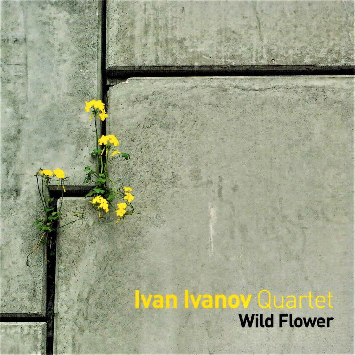 Image result for Ivan Ivanov Quartet - Wild Flower