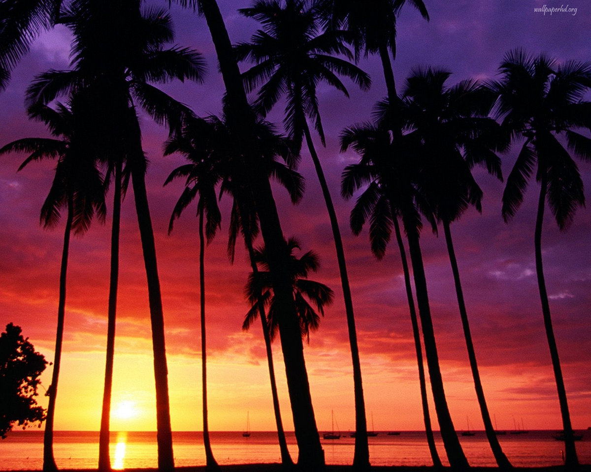 Beach Background Music Mp3 Free Download Sunsets and Palm Trees | Oceanside85