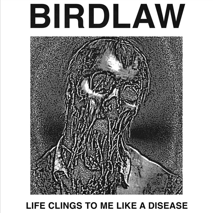 Bird Law — Photo