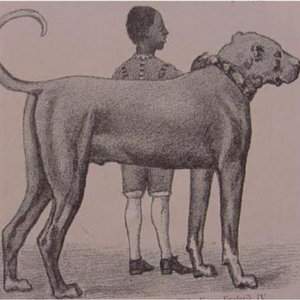 The Ferrier Demo cover