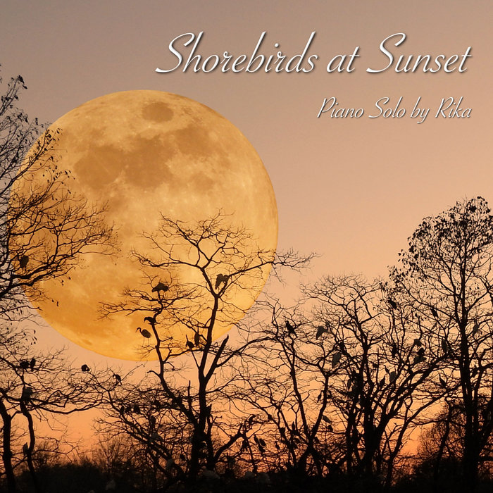 Shorebirds at Sunset cover art