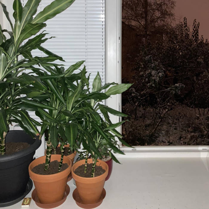 Walnut Instrument / Ballet For Skeptics