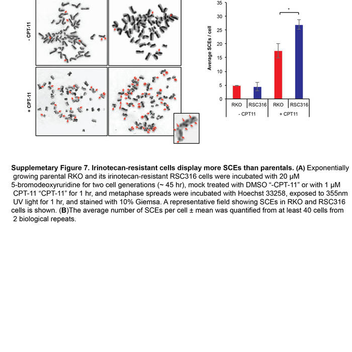 Oxford Dictionary Free Download Full Version Pdf Editor Niomdebb