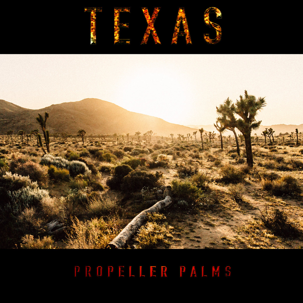 Texas Propeller Palms