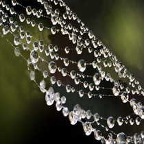 Morning Dew Upon A Spider's Web cover art