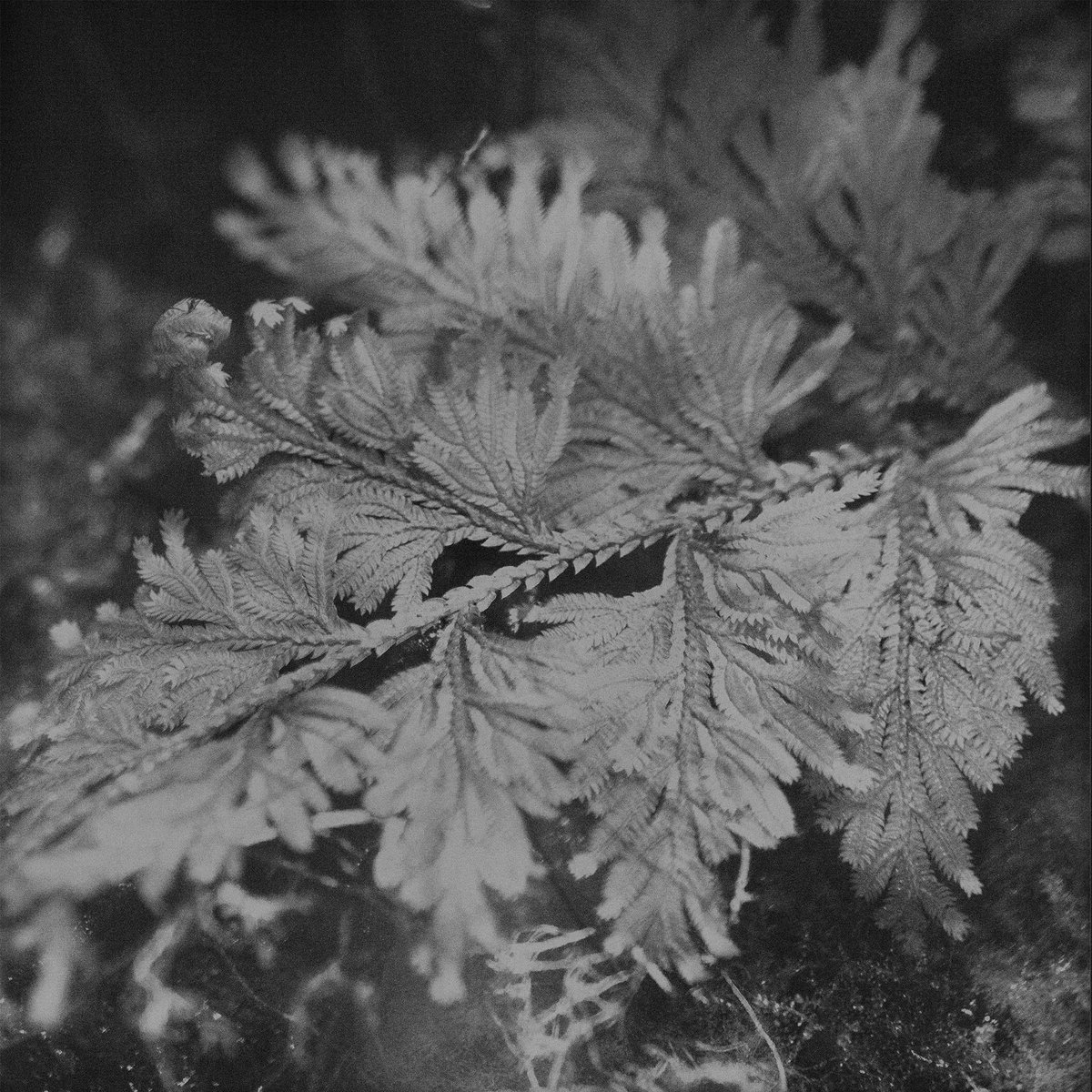 le roi est l'oiseau ssabæ Few Crackles