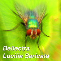 Bellectra — Lucilia Sericata