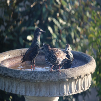 Fledgling