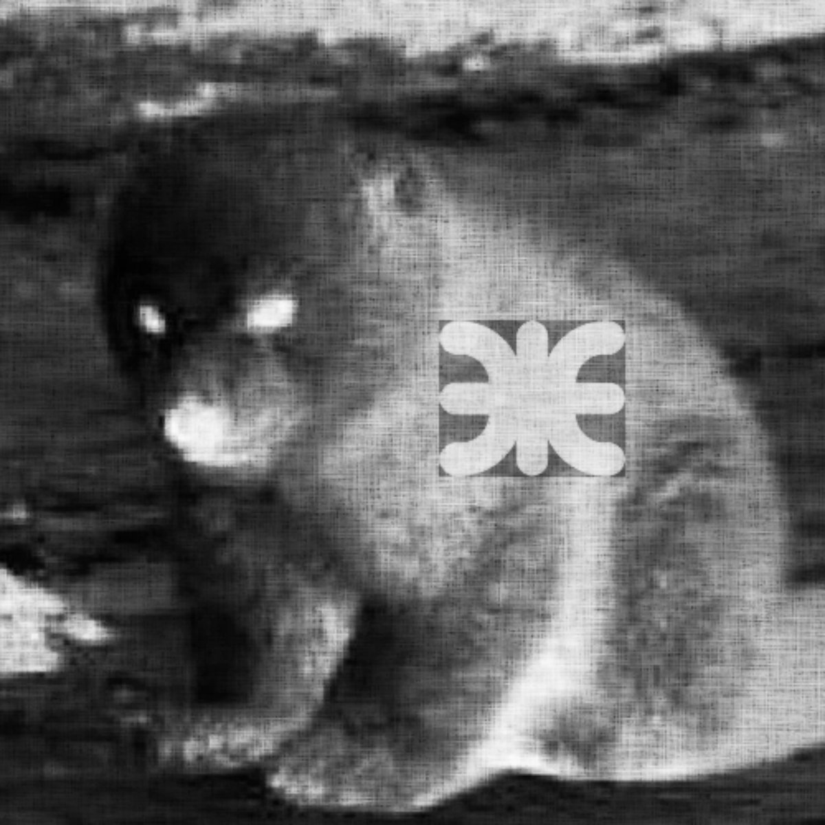 εpsilon bear cover