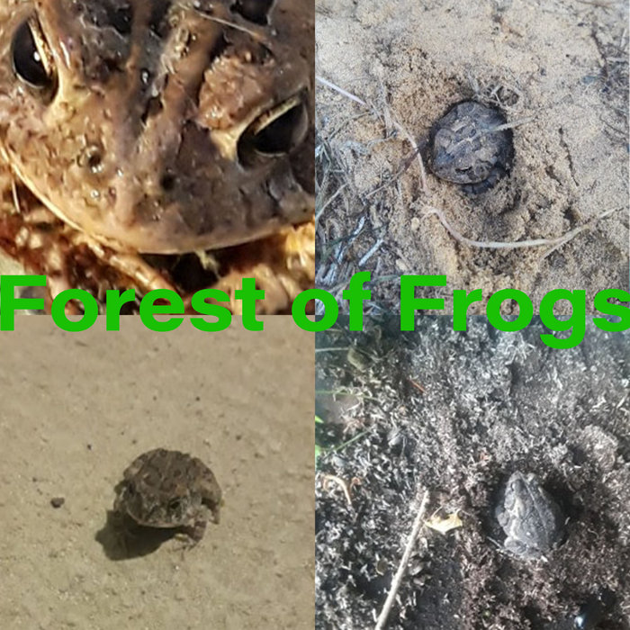 Toad Frequency Noise Forest of Frogs