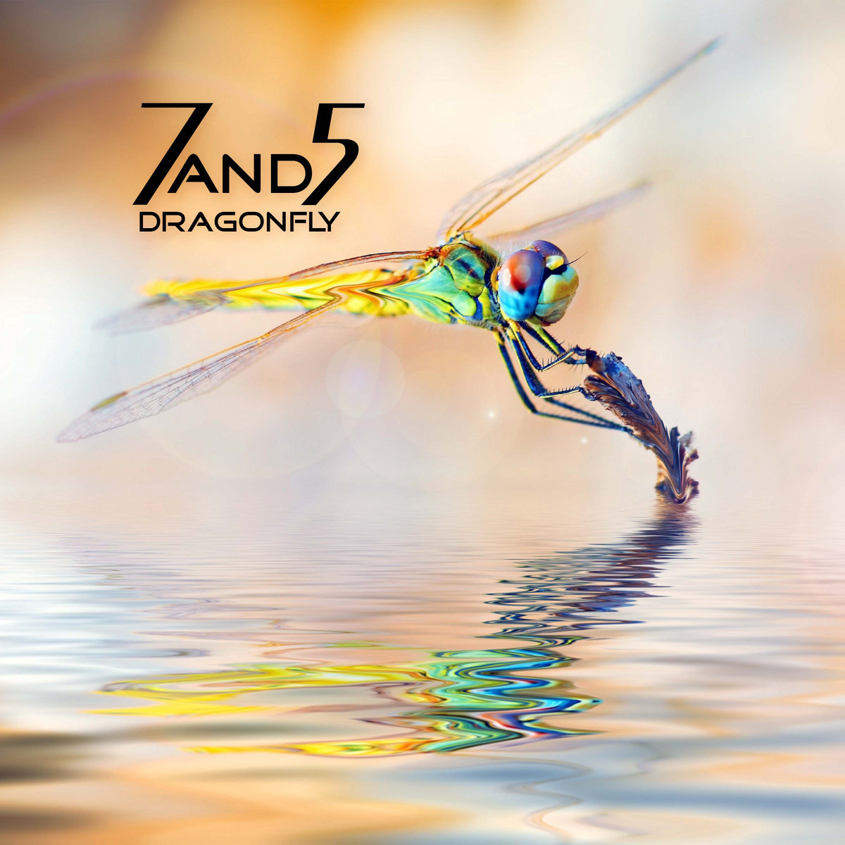 Dragonfly | 7and5