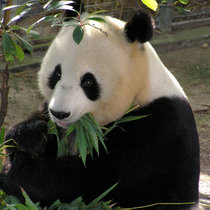 Panda Syle cover art