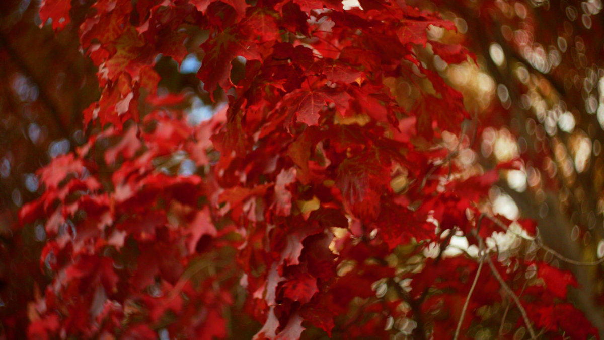 Autumn EP | Dream Cache