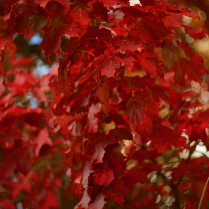 Autumn EP | Dream Cache