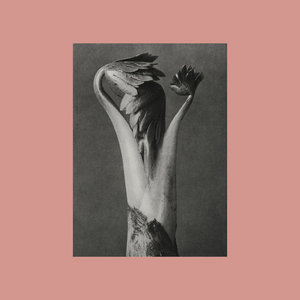 Protoflora cover
