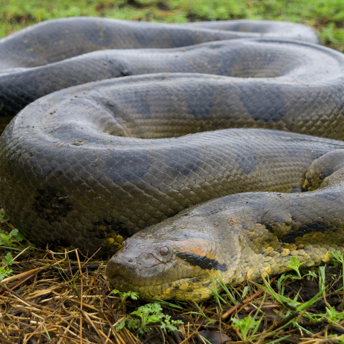 Black Anaconda Val Prom black-anaconda-val-prom