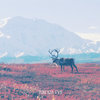 Tundra I-VII Cover Art