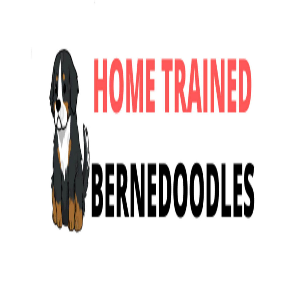 Bernedoodle for sale bernedoodles