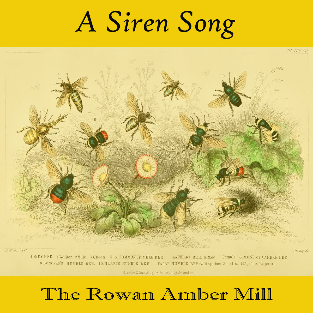 A Siren Song (Single)