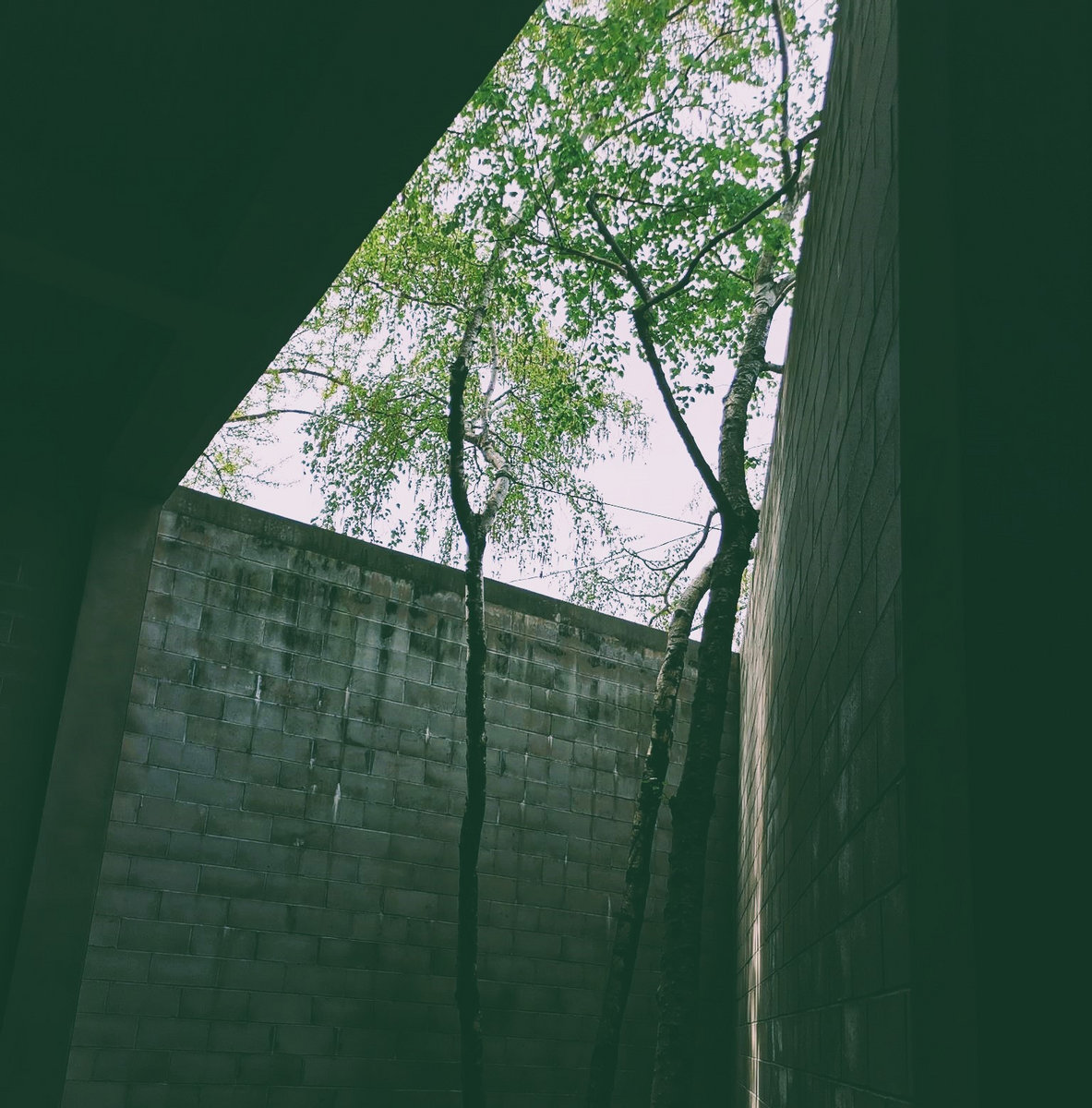 Pillow Shots Stanford Cheung & Shahzad Ismaily Stanford Cheung