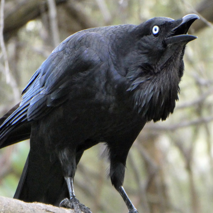 Raven Bass - Sample Pack Dysphemic