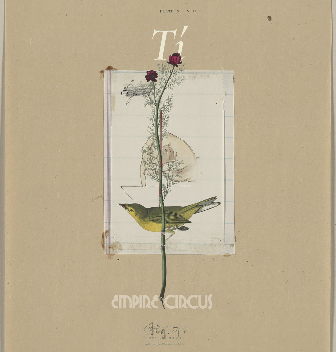 Tí cover
