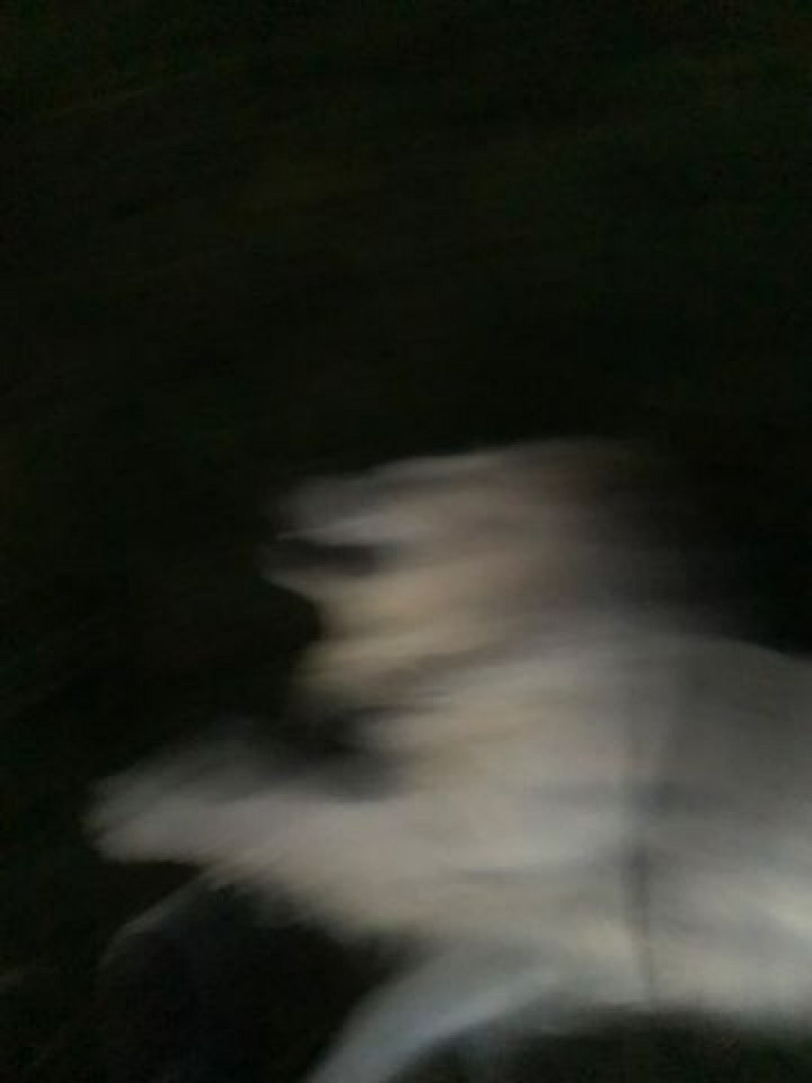 I LOVE MY DOG EP cover