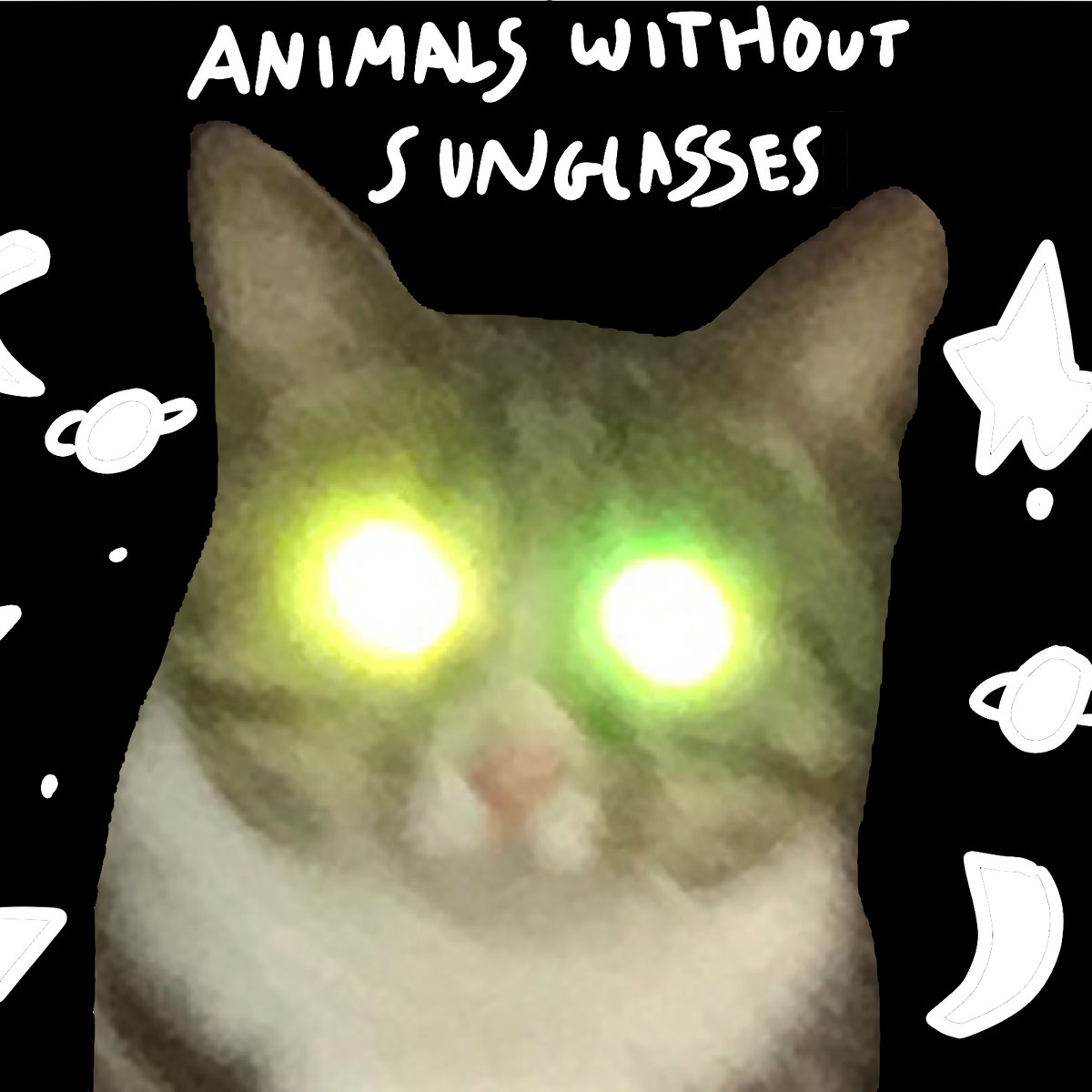 animals without sunglasses. cover
