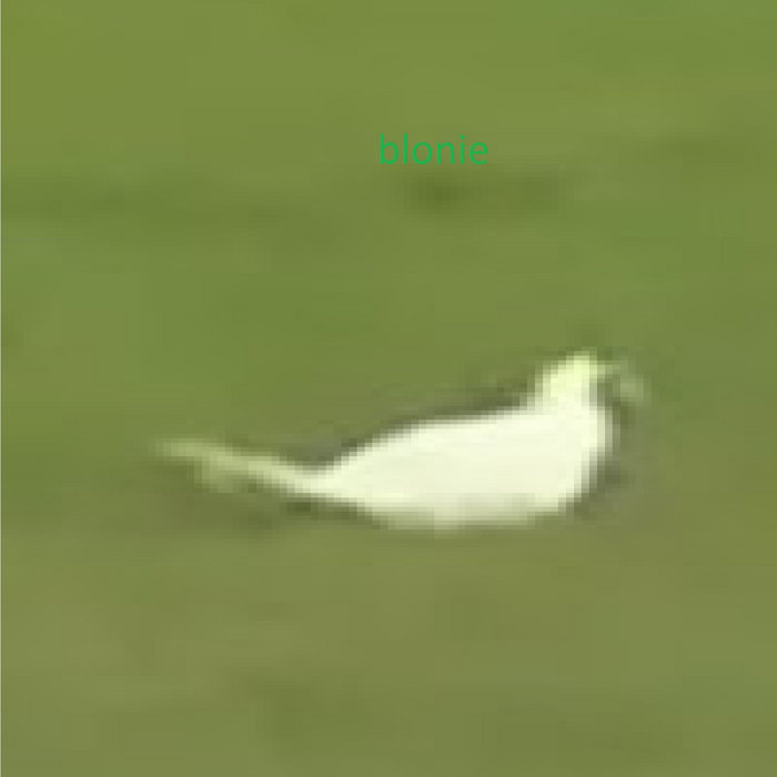Elusive Birds | blonie