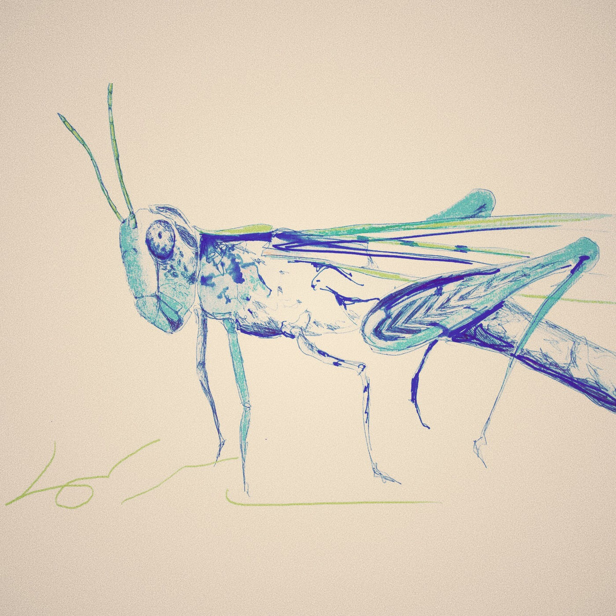 Glasshopper Glasshopper