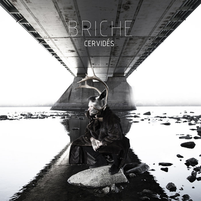 Cervidés | BRICHE