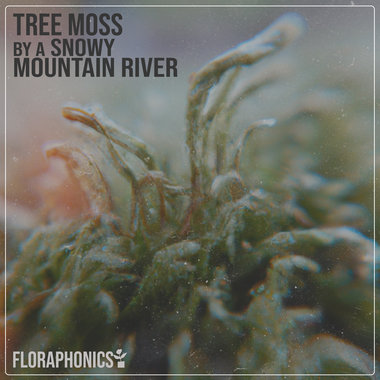 Tree Moss by a Snowy Mountain River main photo