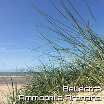 Bellectra — Ammophila Arenaria