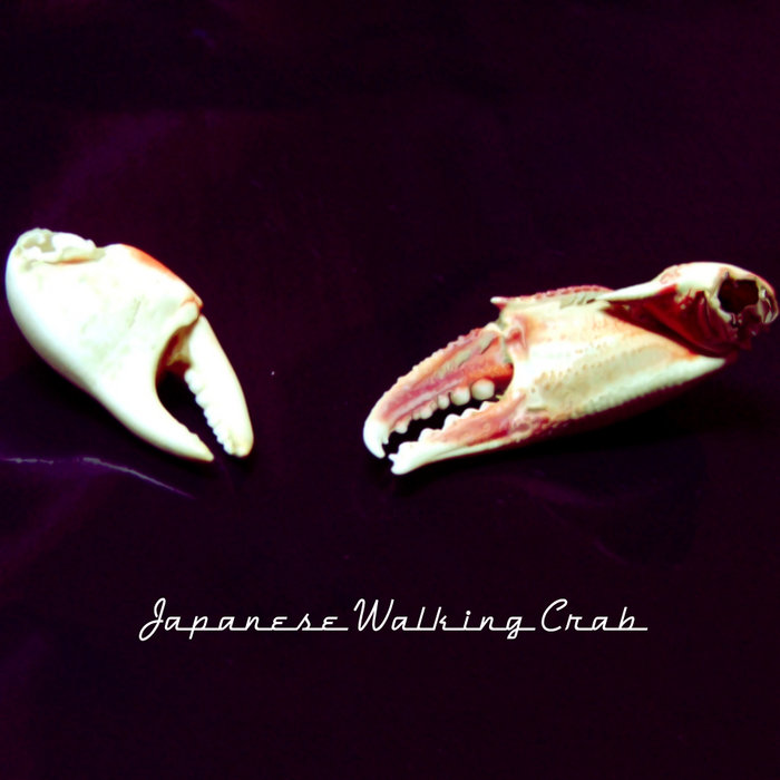 Japanese Walking Crab The EP Japanese Walking Crab
